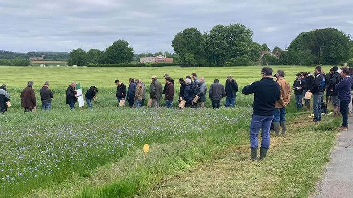 Une cinquantaine d’agriculteurs a suivi une matinée technique sur le lin et la luzerne porte-graine, organisée par la Scar, le 10 mai, à Cherval (Dordogne). © JA 24